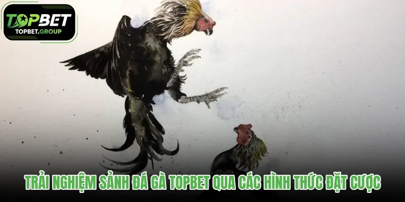 trai-nghiem-sanh-da-ga-topbet-qua-cac-hinh-thuc-dat-cuoc